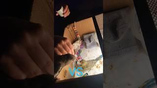 Baby cocktiel VS rescued baby parakeet #parrot #pets