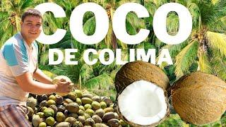 La Producción de Coco en Colima    - México