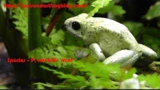 POISON Dart Frogs - P. terribilis 'mint' Close up in HD