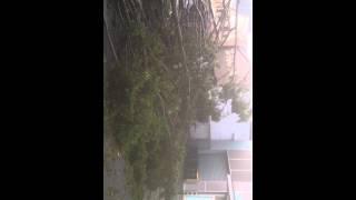 Clearing fallen tree after hail storm Nov 2014