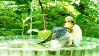 【初登場】もふもふ！コルリの若鳥が水浴びに来ました！！