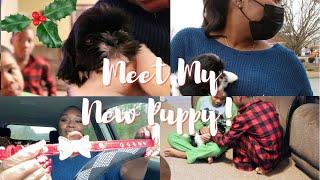 Meet My Shih Tzu Puppy   | VLOGMAS 2020 | SHEKITHA G