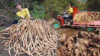 Use 4-wheeled Vehicle Trucks Harvesting Lots Of Medicinal Forest Roots Sell to Traders | Duong Farm