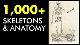 PUBLIC DOMAIN Skeletons& Anatomy Illustrations