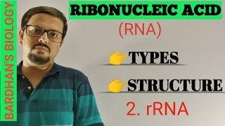 RNA types,structure & function- 2)rRNA (Ribosomal RNA)