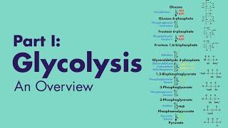 Glycolysis (Part 1 of 2): An Overview - MEDZCOOL