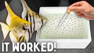 BREEDING Angelfish - Over 300 Fry!