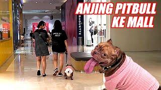 SERU BANGET ! JALAN2 KE MALL BARENG ANJING PITBULL #hewiepitbull