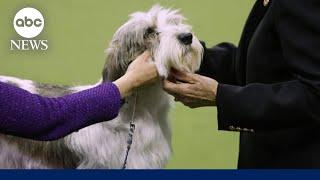 Inside the puppy prep for the Westminister's dog show | Nightline