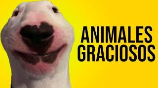 ANIMALES GRACIOSOS