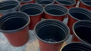 PEYOU 50 Pcs 6” Nursery Pots Unboxing