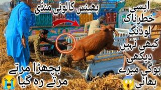 Bhains Colony Mandi Karachi Cattle Latest Rates Update 15 December 2024 | Cow Mandi 2025