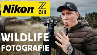 Wildlife Fotografie mit der Nikon Z6III - Autofokus Test mit Vögeln - Dynamik - High ISO - Review