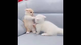 OMG So Cute ️ Funny Cats  and Dogs 2021 #000 #shorts  #catvideos  #cutecats