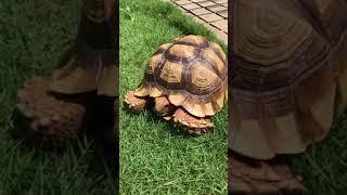 Meet my 2yr old Sulcata and Red-footed Tortoises #shorts