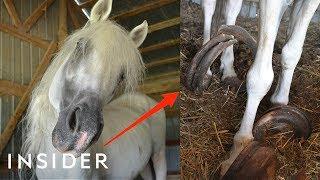 Rescue Horse With 30-Pound Hooves Can Walk Again | Insider