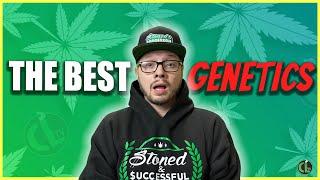 Top 7 Best Genetics to Try This Year