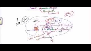 Transcription factors