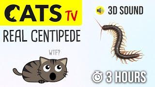 CATS TV - Real Centipede  3 HOURS (Cat games on screen)