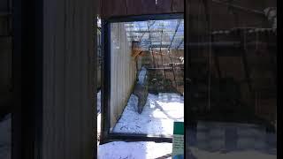 zoo animal video 15 red panda