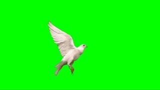 Green Screen Bird Flying HD Video Effect