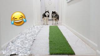 Changing Hallway Floors Prank On My Huskies!