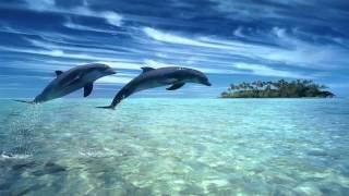  Dolphin dreams  Melody oceans  Zen and Relaxation 