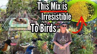 How to Feed Wild Birds the RIGHT Seeds for Less Wasted Money to Attract Wildlife in the Bird Garden