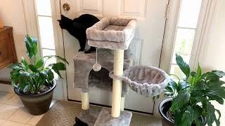 The Best Cat Tree For Large Cats On Amazon | Our Top Picks