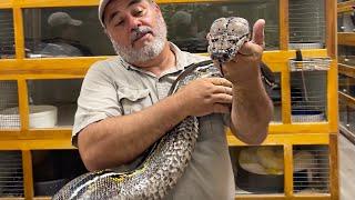 GIANT SNAKE EQUALS GIANT EGGS