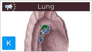 Lung | Anatomical Terms Pronunciation by Kenhub