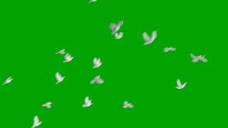 Free green screen flying doves