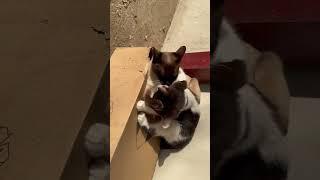 Meow fights  Mom’s son