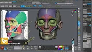 Head Muscles in Zbrush ( TimeLapse) || Zart OnlineMasterClass