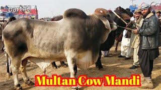 Multan Cow Mandi|Beautiful Heavy weight Brahman Bachraa|Qurbani 2021|latest update on Sunday