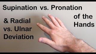 Supination vs Pronation, Radial vs Ulnar Deviation of the Hand