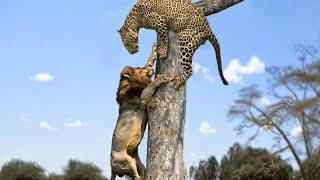 LEOPARD IS IN BUSINESS! Leopard vs lion dogs crocodile and monkeys