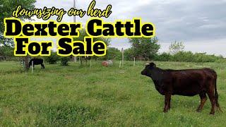 Dexter Cattle For Sale!