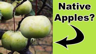 3  Native Crabapples You Need for Pollinators and Wildlife!
