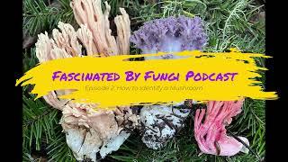 Fascinated By Fungi Podcast Episode 2: How to Identify A Mushroom