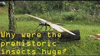 Why were the prehistoric insects huge?