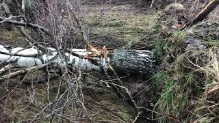 Ввод залежных земель в сельхоз оборот. Корни берёз после выкорчёвки бульдозером