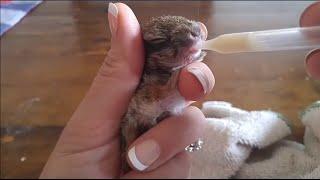 How to bottle feed baby bunnies & cottontail kits