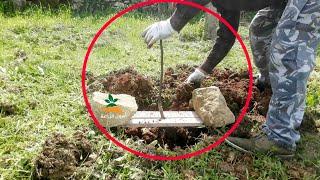 Apple tree cultivation |  Time to plant apples