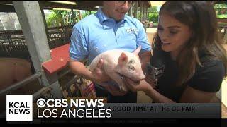 OC Fair farm animals | SoCal Spotlight