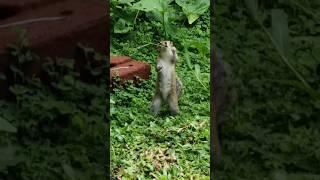 ලෝකයේ වාසනාවන්ත  කොල්ල  හා කෙල්ල #lilu #cute #squirrel