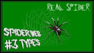 Spider | spiderweb | spider green screen | 4k