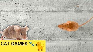 CAT GAMES - Catching Mice! Entertainment Video for Cats on screen video