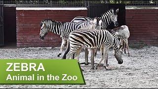 ZEBRA || Animal in the Zoo || Bangladesh National Zoo, Dhaka