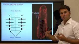 Cardiac Myocyte Structure - Tutorial